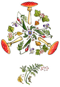 Several common boreal forest plants, lichen, and fungi are laid out in a circle and triangle.