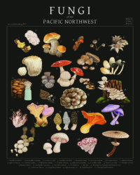 "Fungi of the Pacific Northwest," a digital poster featuring 27 illustrations of fungi. Each are numbered, with their scientific name listed at the bottom of the piece.